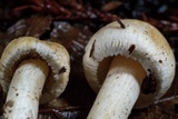Inocybe kauffmanii image