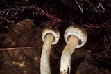 Inocybe kauffmanii image