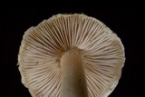 Inocybe kauffmanii image