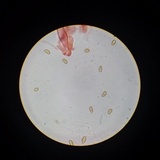 Inocybe kauffmanii image