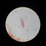 Inocybe kauffmanii image