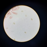 Inocybe kauffmanii image