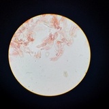 Inocybe kauffmanii image