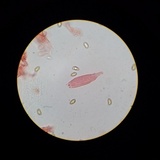 Inocybe kauffmanii image