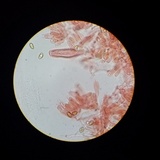 Inocybe kauffmanii image