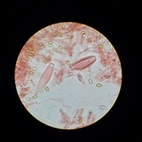Inocybe kauffmanii image