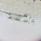 Inocybe kauffmanii image