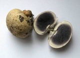 Scleroderma cepa image