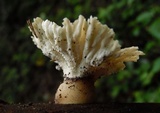 Cymatoderma elegans image