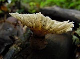 Cymatoderma elegans image