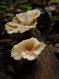 Cymatoderma elegans image