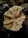Cymatoderma elegans image