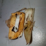 Cortinarius talus image