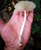 Image of Leucoagaricus bivelatus