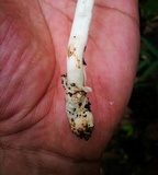 Leucoagaricus bivelatus image