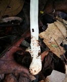 Leucoagaricus bivelatus image