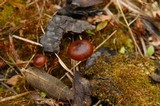Psilocybe montana image
