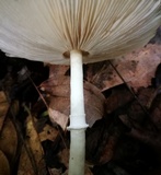 Leucoagaricus bivelatus image