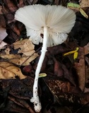 Leucoagaricus bivelatus image