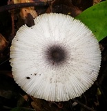 Leucoagaricus bivelatus image