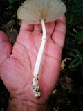 Leucoagaricus bivelatus image
