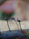 Xylaria axifera image