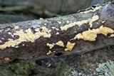 Trichoderma sulphureum image