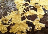 Trichoderma sulphureum image