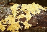 Trichoderma sulphureum image