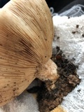 Clitocybe brunneocephala image