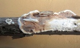 Gloeoporus dichrous image