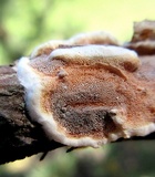 Gloeoporus dichrous image