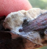 Gloeoporus dichrous image