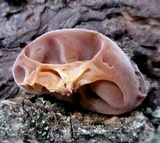 Auricularia angiospermarum image