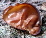 Auricularia angiospermarum image