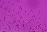 Homophron camptopodum image