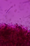 Homophron camptopodum image