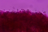 Homophron camptopodum image