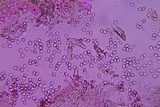 Homophron camptopodum image