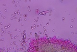Homophron camptopodum image