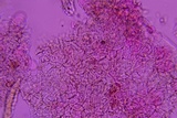 Homophron camptopodum image