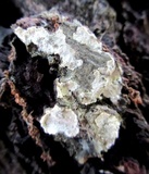 Kretzschmaria deusta image