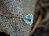 Mycena amicta image