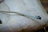 Mycena amicta image