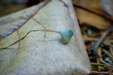 Mycena amicta image