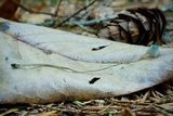 Mycena amicta image