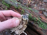 Clavulina coralloides image