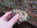 Clavulina coralloides image
