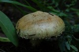 Stropharia kauffmanii image