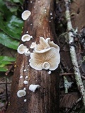 Crepidotus versutus image